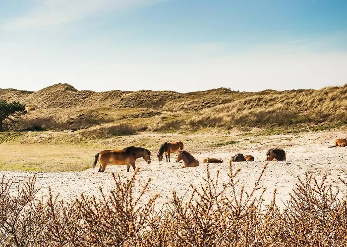 Vakantiewoning 't Juttershuis Egmond aan Zee